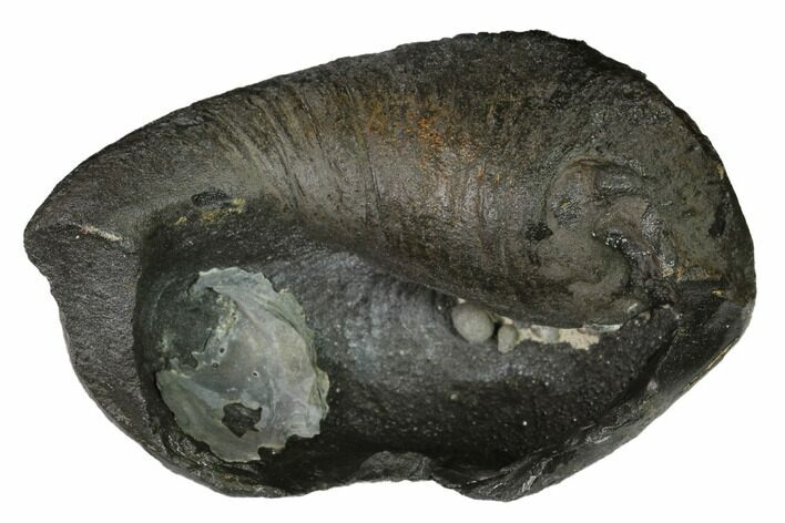 Fossil Whale Ear Bone - Miocene #144915